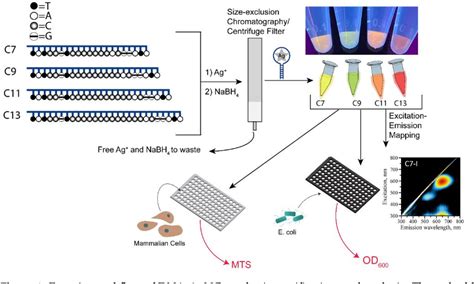 Figure From Dna Templated Fluorescent Silver Nanoclusters Inhibit