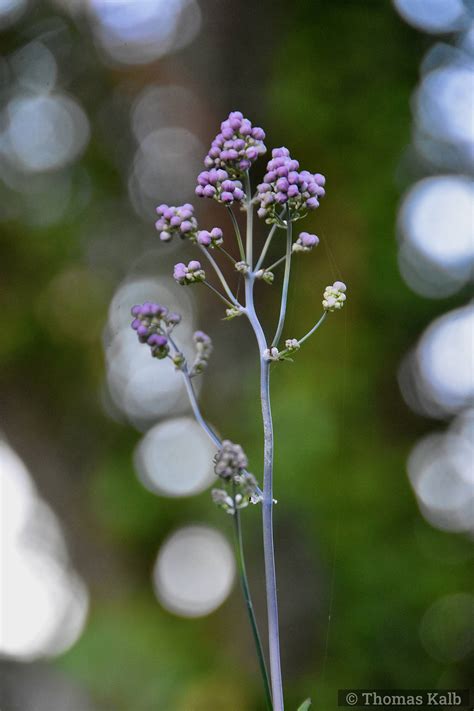 Thalictrum Rochebrunianum Urzeitwald Waldhilsbach