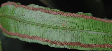 Angiopteris evecta | Ferns and Lycophytes of the World