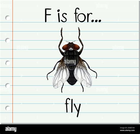 Flashcard letter F is for fly Stock Vector Image & Art - Alamy