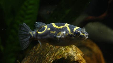 Freshwater Puffer Fish Puffed Up