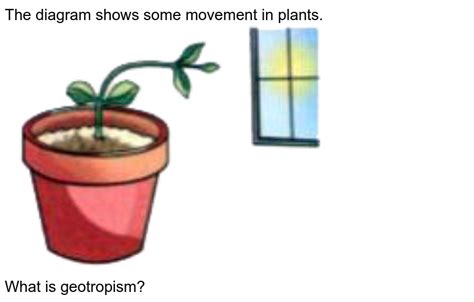 With the help of an activity demonstrate geotropism in plants.