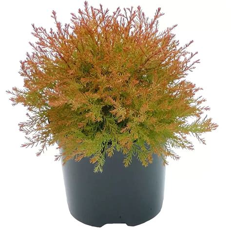 Thuja Occidentalis Fire Chief New Introduction Evergreen Dwarf Shrub