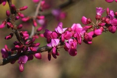 Cercis Chinese Redbud 8 Pot Hello Hello Plants