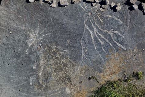 Descubren F Siles Del Bosque M S Antiguo Del Mundo En Nueva York