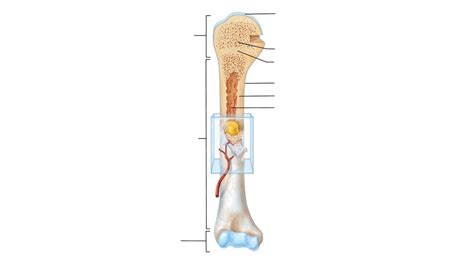 Anatomy Unit Osteon Diagram Diagram Quizlet