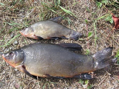 Tench | Ontario's Invading Species Awareness Program