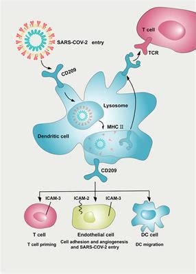 Frontiers Comprehensive Profiling Analysis Of CD209 In Malignancies