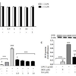 Effects Of Ellagic Acid Ea On Cell Viability Production Of No And