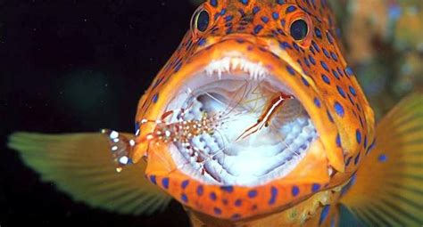 Cleaner Shrimp – "OCEAN TREASURES" Memorial Library