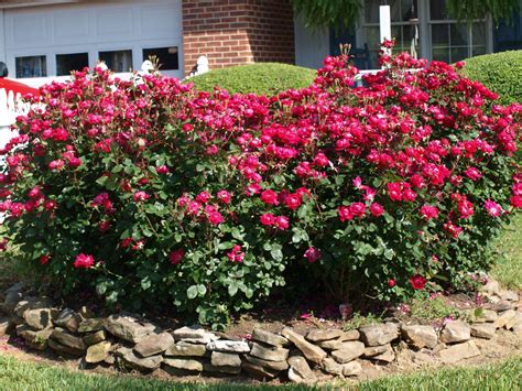 Роза квадра канадская (107 фото)