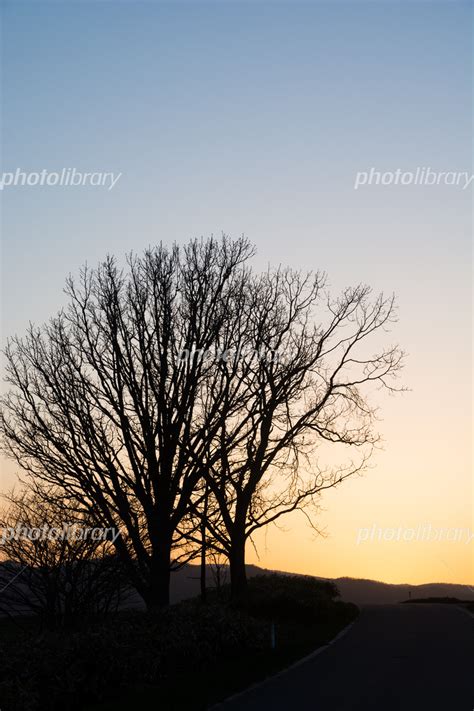 春の夕暮れの丘と冬木立 写真素材 6331520 フォトライブラリー Photolibrary