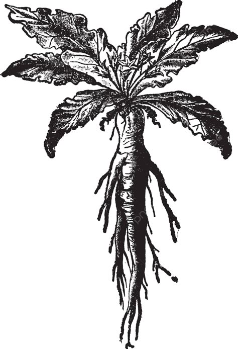 Mandrake Vintage Illustration Mandrake Black Root Vector, Mandrake ...