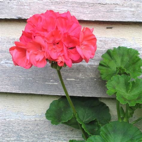 Como Cuidar De Ger Nios Como Cuidar De Plantas Flor Ger Nio E Flor