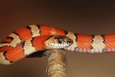 11 Examples of Animals That Eat Snakes (Pictures) - Wildlife Informer