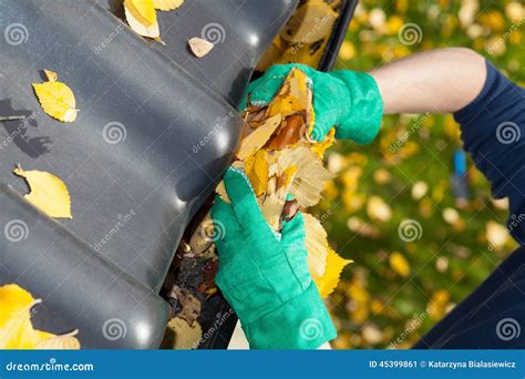 Leaves In Rain Gutter Stock Image Image Of Leaf Horticulture 45399861