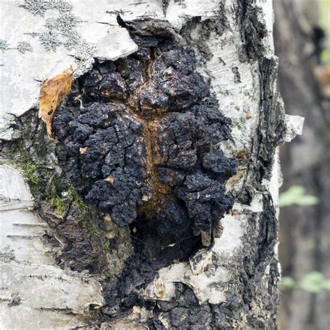 Chaga Mushroom Dried Inonotus Obliguus Mayernik Kitchen