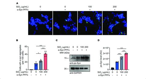 Sio Nps Promote Syn Aggregation In Hek Syn Cells A B