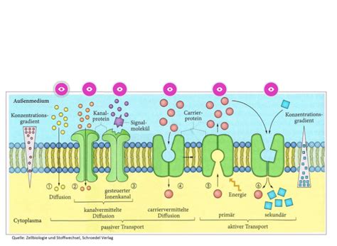 Transport An Der Biomembran