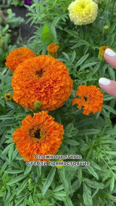 🌺Бархатцы Янтарь|Распродажа однолетников в Усадьба-Семена🌸семена по ...