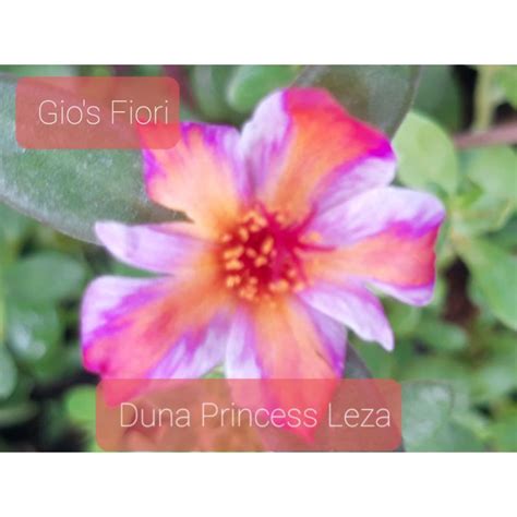 Jual Mossrose Kembang Siang Bunga Krokot Princess Leza Shopee Indonesia