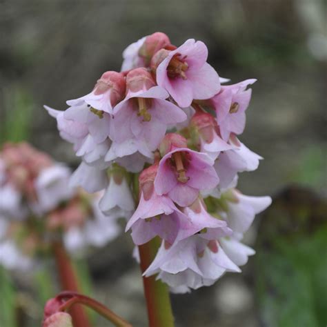 The Comprehensive Guide To Bergenia Elephant S Ears Plants Claire