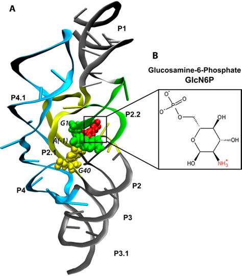 Figure From Deciphering The Role Of Glucosamine Phosphate In The