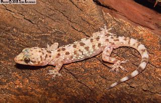 Rocs Reps: House Gecko Care