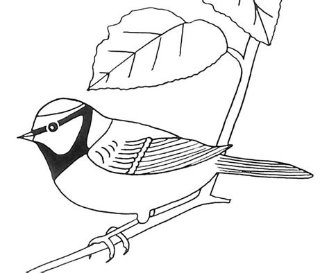 Coloriage Oiseau M Sange Bleue Coloriage Oiseau Coloriage M Sange Bleue