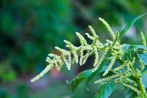 Controle De Plantas Daninhas Aprenda Como Fazer