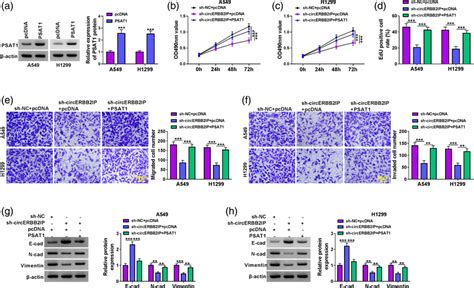 Circerbb2ip Regulated Nsclc Cell Malignant Phenotypes Through Download Scientific Diagram