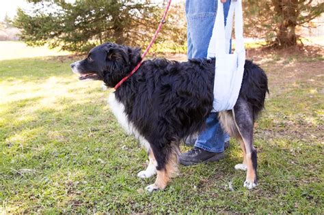 Infectie Bursitis Bij Honden Oorzaken En Symptomen Ziekten En