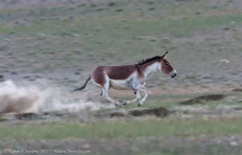 Kiang - Alchetron, The Free Social Encyclopedia