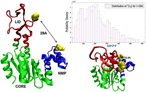 Anomalies In The Vibrational Dynamics Of Proteins Are A Consequence Of