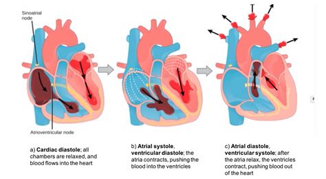 Stages Of The Cardiac Cycle Images, Photos | Mungfali