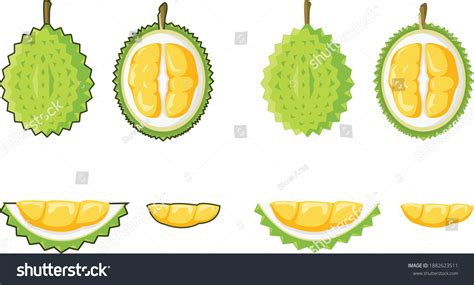 Durian Fruit King Fruit Vector Set Stock Vector Royalty Free