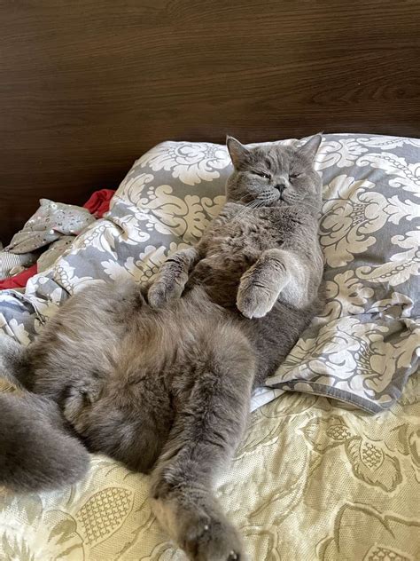 Котоцарь | Пикабу