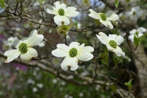 Dogwood | Fairview Garden Center | Raleigh NC