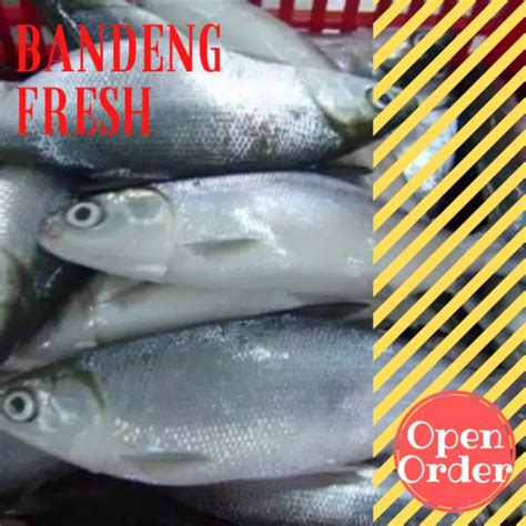 Jual Ikan Bandeng Segar Shopee Indonesia