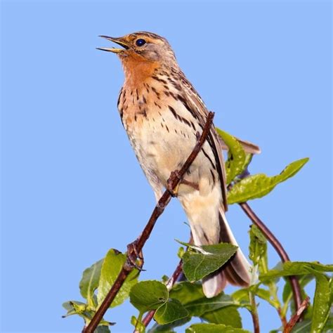 Anthus Cervinus Red Throated Pipit Usa Birds