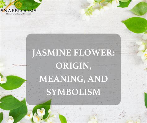 Jasmine Flower: Origin, Meaning, and Symbolism - SnapBlooms Blogs