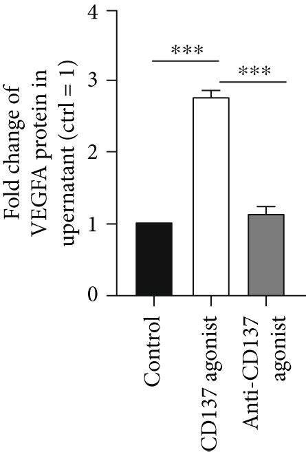 Cd Signaling Increased Endothelial Secretion Of Vegfa A Schematic