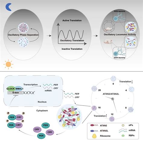 Cell：清华大学吝易 杨雪瑞团队揭示相分离调控昼夜节律的分子机制 Atxn 研究 节律 蛋白 细胞 健康界