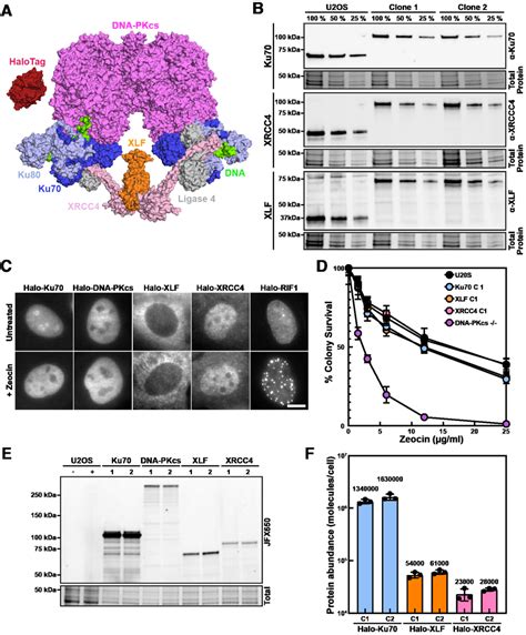 Generation And Validation Of Halotagged Core Nhej Proteins In U S