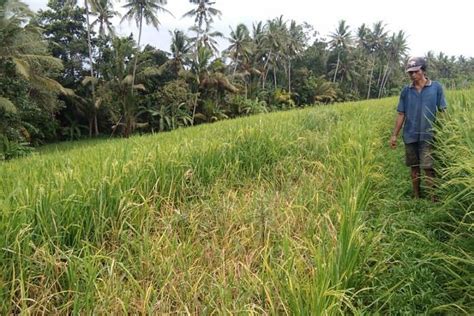 Petani Subak Serongga Resah Puluhan Hektar Padi Diserang Hama Tikus