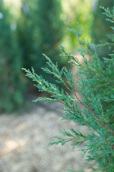 JUNIPER TAYLOR For Sale in Boulder Colorado