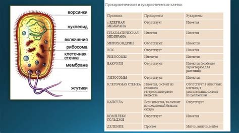 Прокариотические клетки - презентация онлайн
