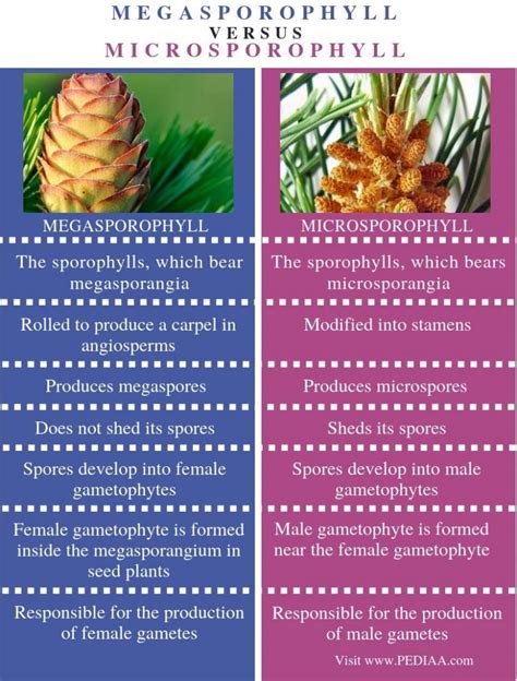 What is the Difference Between Megasporophyll and Microsporophyll ...