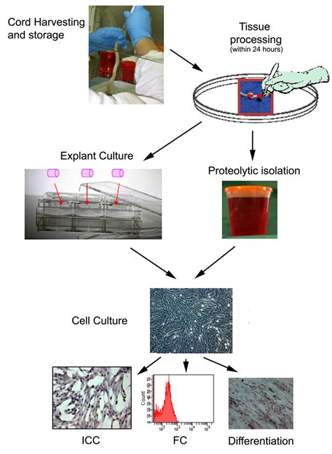 Schematic Representation Of The Steps For The Isolation Of Msc From Download Scientific Diagram