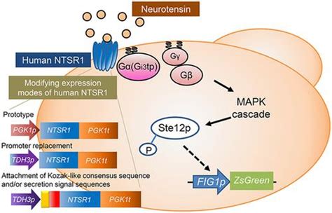 Modifying Expression Modes Of Human Neurotensin Receptor Type 1 Alters